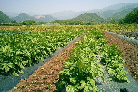 体に優しい有機栽培・減農薬栽培