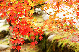 四季折々の植物